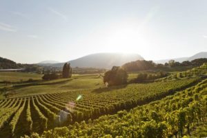 Château d'Auvernier - vignes - yvesbeck.wine