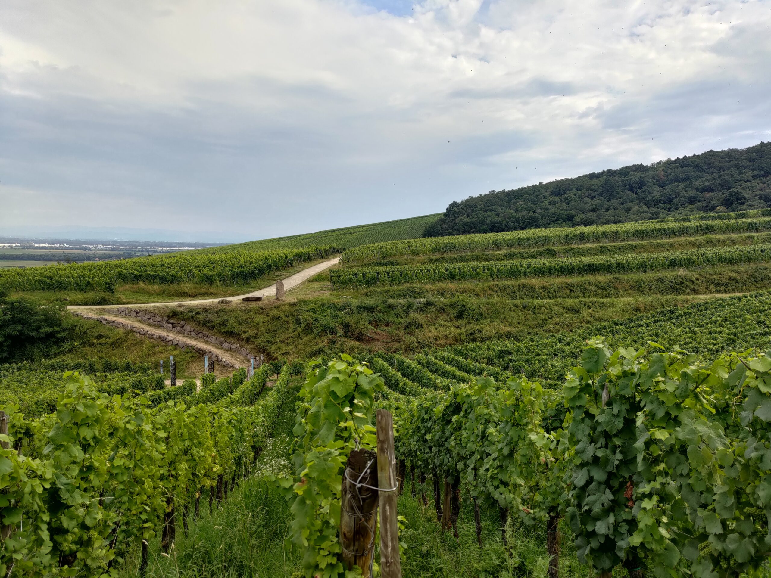 Elsass Wein Tour 2024 - 619 Weinbeschreibungen von yvesbeck.wine