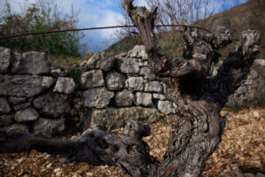 Clos Maïa - yvesbeck.wine