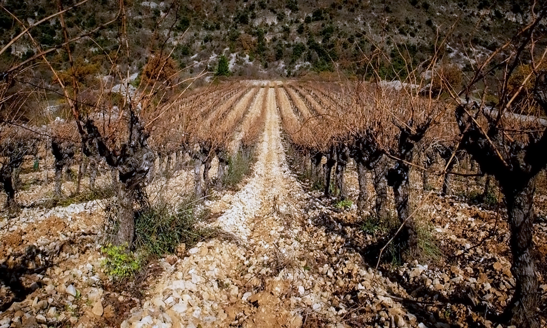 vignes-clos-maïa-terasses-du-larzac-yvesbeck