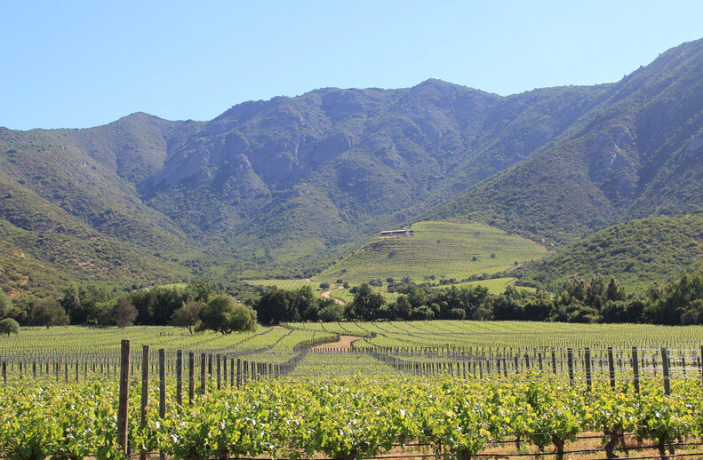 Vignes Seña - yvesbeck.wine