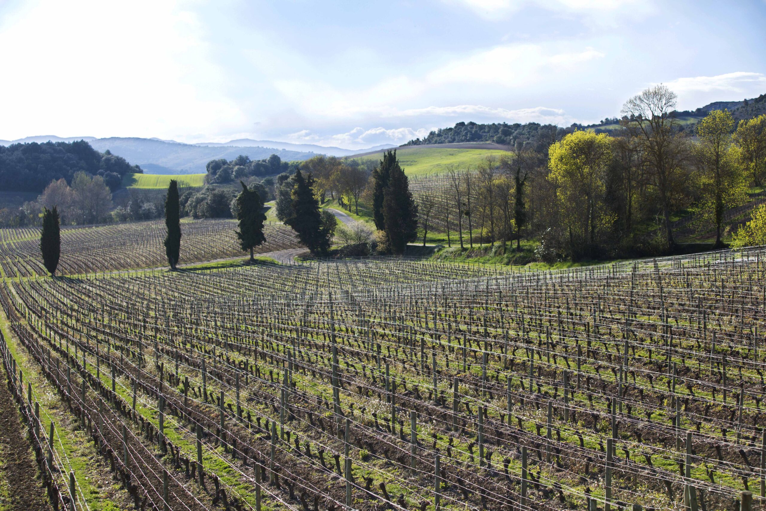 Domaine de Baronarques © Mathieu Anglada - yvesbeck.wine